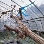 里山暮らしの雑記帳