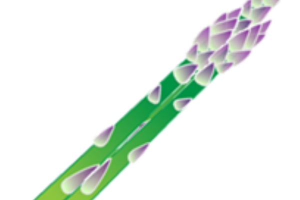 疑問解消 アスパラガスの栽培方法 プランター編 プランター菜園をやってみよう 会社の屋上 で 収穫を目指す 会社員の熱き戦い