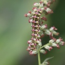 日本国内で見られる様々な擬態と微妙な混乱