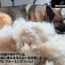 「Alice’s Dog & Cat｜犬猫の抜け毛ケアは『ゾロ グルーミングコーム』で快適に！」
