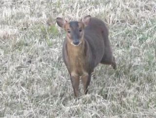 クマいない千葉県で…キョン増殖「人恐れない」　鳴き声に住民困惑　農作物被害が深刻
