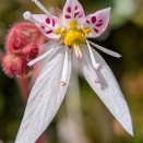 だんだん山の花も端境期に近づいてきたが、南紀はユキノシタが綺麗だった。