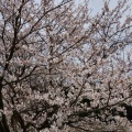 近江長岡の桜：4/5①