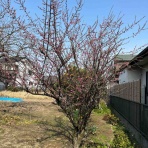 南坊園のブログ