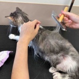 『毛玉の猫ちゃんトリミングしました✂️』の画像