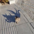 猫だと思って撮影したら、アライグマの異形ミュータントだった