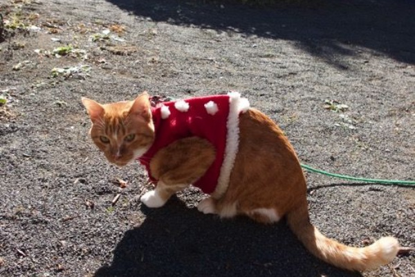 お散歩ねこクッキー４