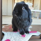 雪だるま 毛だるま