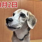 ガオだらけな日々　