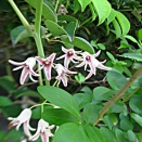 花盛り　ムベ