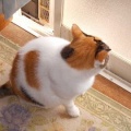 猫に小判を与えたら。 埋蔵金：千九百拾八両　母ぁが出よればぁ・・・。