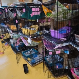 NPO犬猫みなしご救援隊・代表ブログ・みなしご庵へようこそ