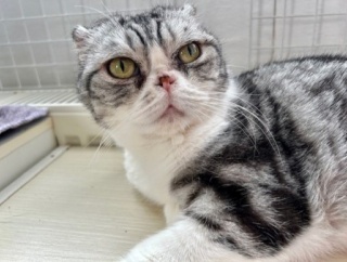 高齢猫と若い猫のじゃれ合いとパンダの思い出