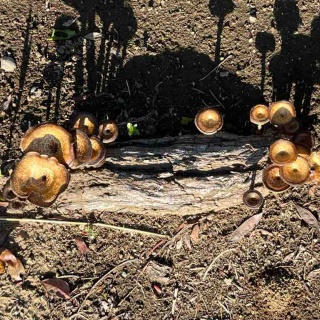    のぶちゃんのぴくにっく～♪(●^o^●)