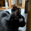 かえでちゃんと　３にゃんたち