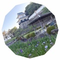 長崎県大村公園の花菖蒲