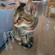 入り浸りポンちゃん。と、土星の波石つくりました。