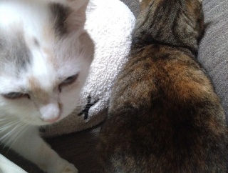 実物のﾈｺﾁｬﾝたちセカンド119