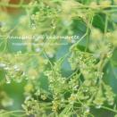 【ガーデニング】木の花は美しくともやはりこのエリアは欲しかった！
