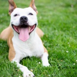 『ご褒美をあげるから「その行動」を強化するわけではないし、犬の気のすむようにするから落ち着くのではないです』の画像