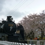 『喜多方しだれ桜』の画像