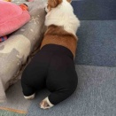 スパッツ履いた犬
