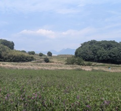 今日の道ばた　梅経由栗
