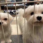 WanWan net🐾ボランティアチーム