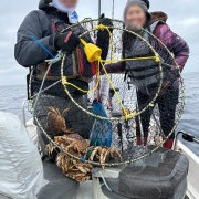 サンフランシスコカニ漁解禁 カニ味噌蒸し