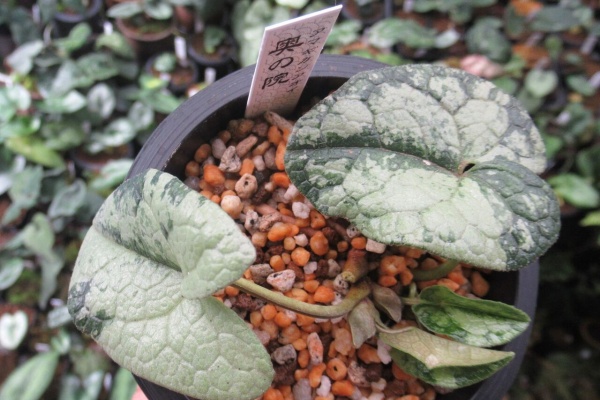 カンアオイに魅せられて！！ - アマギカンアオイ