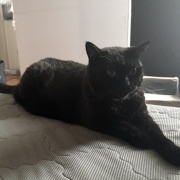入りたがる猫たち