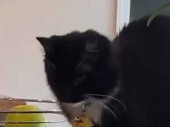 うちのネコが蛇口の水を気にしていた。前足が濡れちゃう！ → こんな歩き方になった…