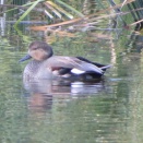 晩秋の千駄堀探鳥記
