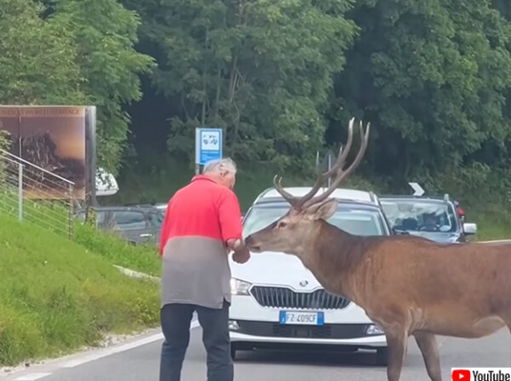 やさしいおじいさん、道路を渡れずに困っている鹿を助けてあげる