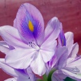 ホテイアオイの花