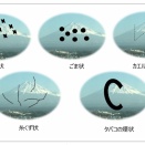 これ飛蚊症やんｗ