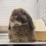 うさぎブログ　うさぎのしっぽ公式ブログ「日々しっぽ」