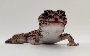 『✨足立店限定爬虫類大特価✨①』の画像