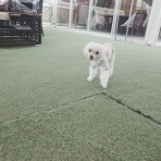元保護犬 マルチーズとトイプードルの記録♪