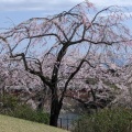 4月14日に富士桜自然墓地公園の桜