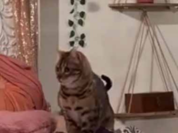 彼女の前でベッドメイクを始めた。少しは手伝ってくれるかな？ → こうなります…