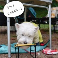 究極の犬の食器台を探している