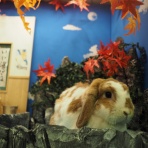 うさぎのWONDERLANDグルーミングフォト