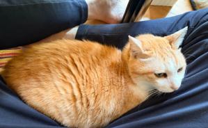 意外と快適？どかない猫との朝