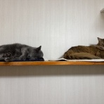 アンキャットホテルのblog