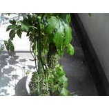 �ؽ������ɡ٤β���