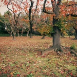 『紅葉狩りｽﾎﾟｯﾄ🍂『2025.11 岡山後楽園➁』岡山市北区後楽園』の画像