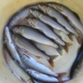 伊南川　水まだ高いが釣れ出す。。。。。