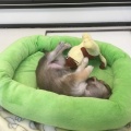 ☆今日のわんこ☆