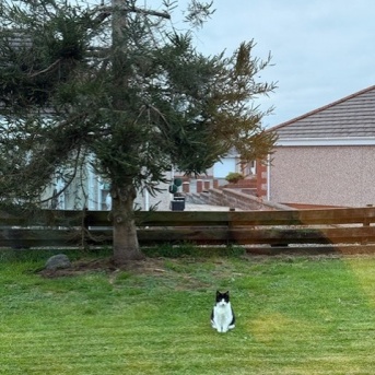 ◎日曜のにゃんこ553◎